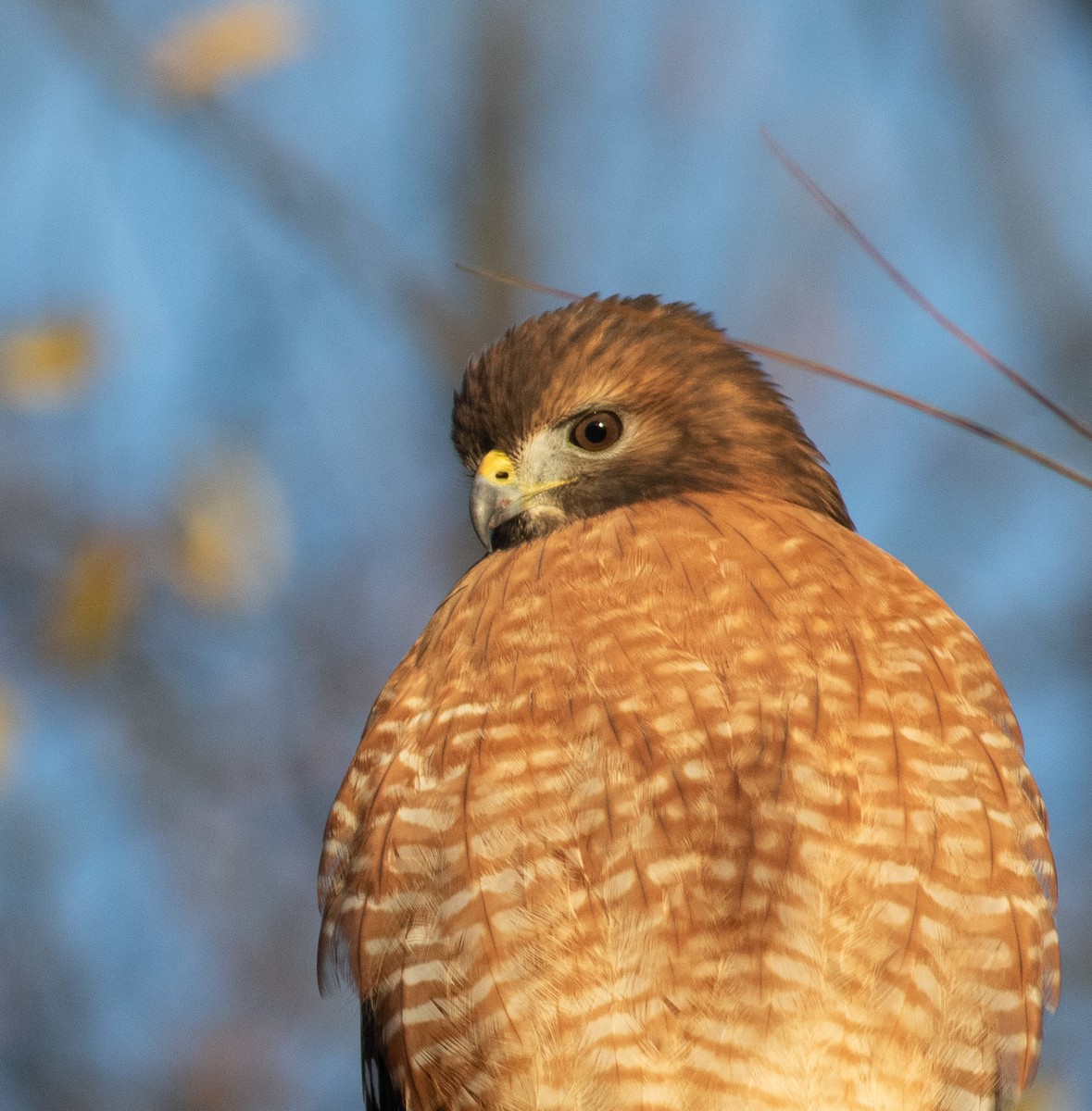 Red-shouldered Hawk (lineatus Group) - ML611542050