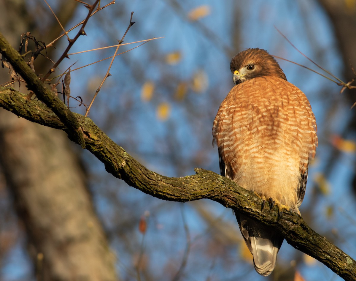 Red-shouldered Hawk (lineatus Group) - ML611542056