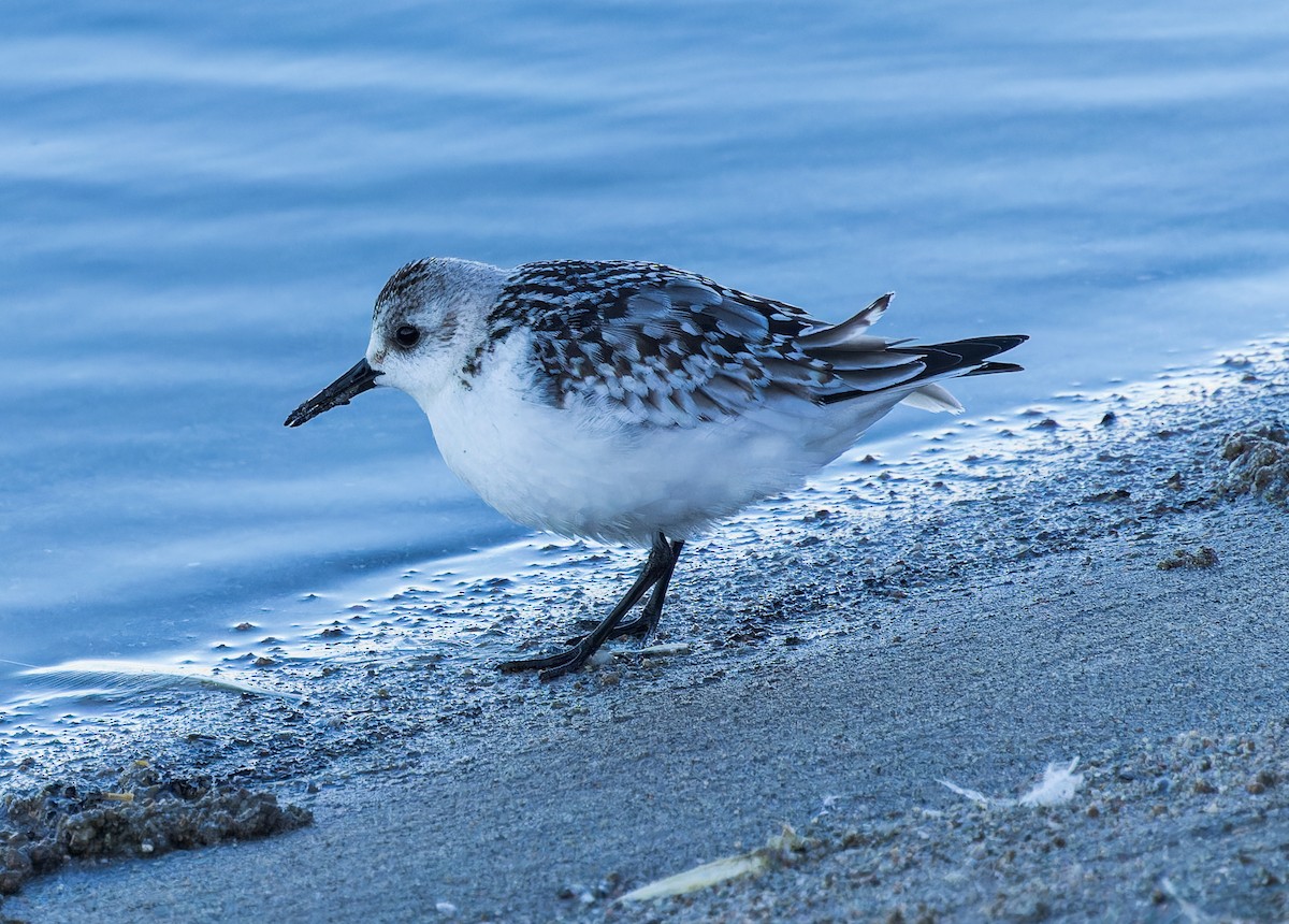 Bécasseau sanderling - ML611542059