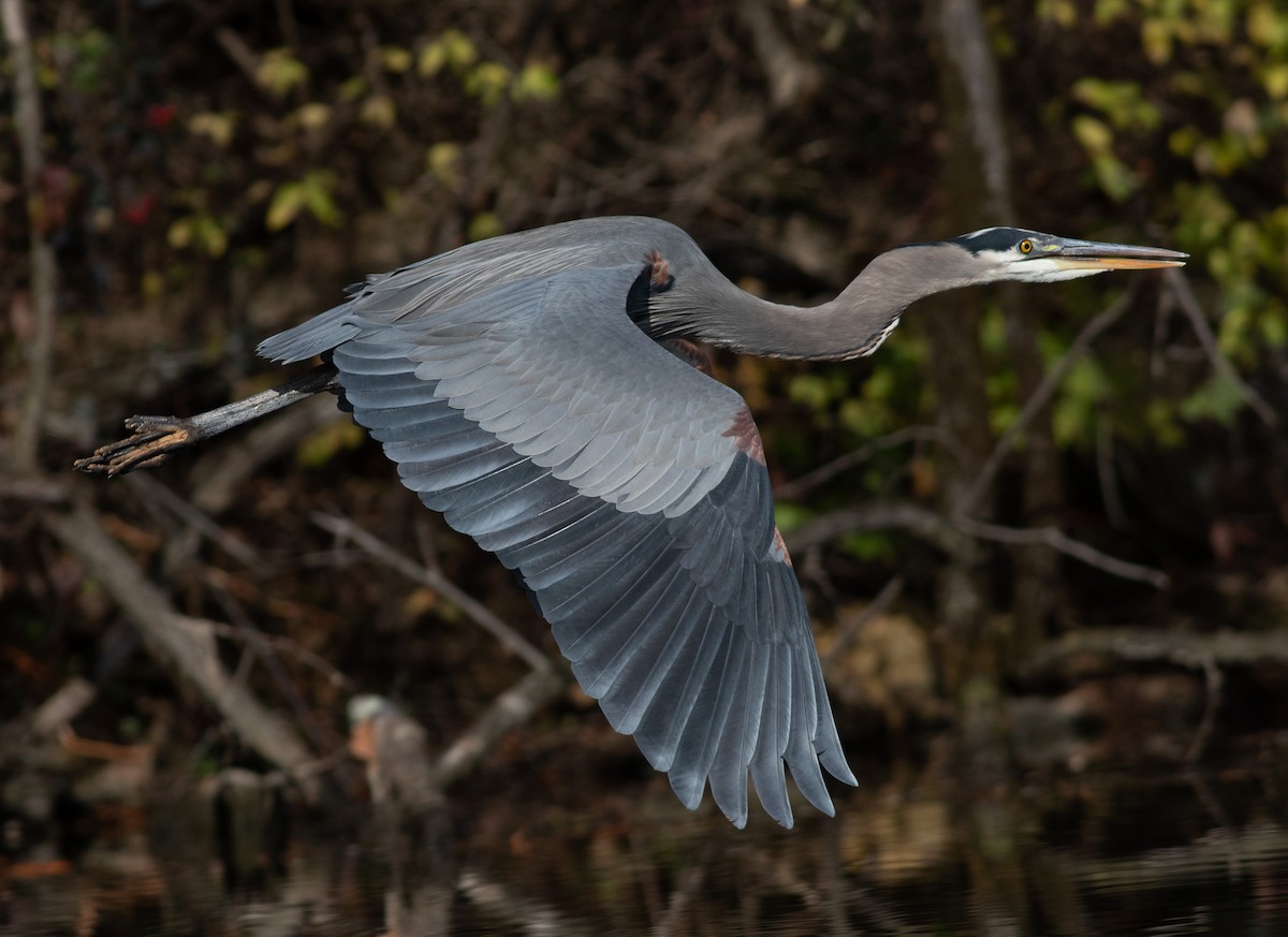 Great Blue Heron (Great Blue) - ML611542104