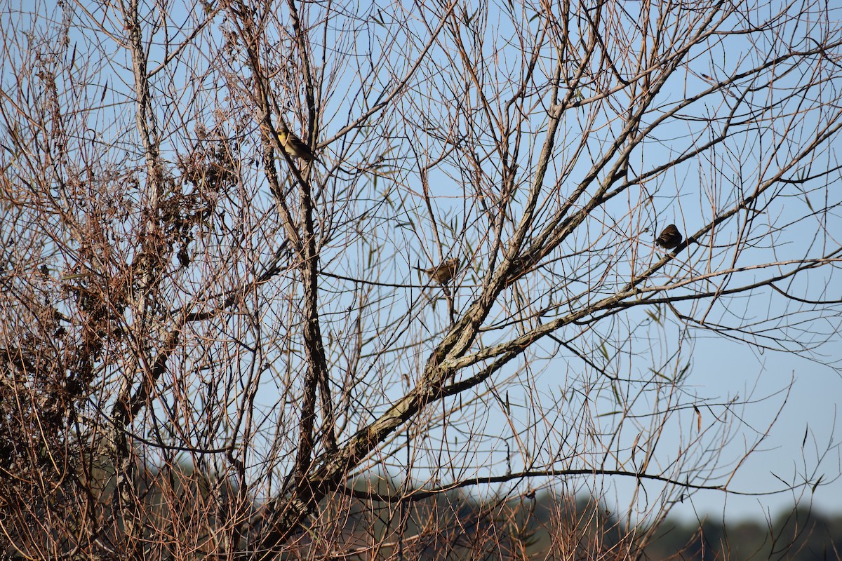 Nelson's Sparrow - ML611542110