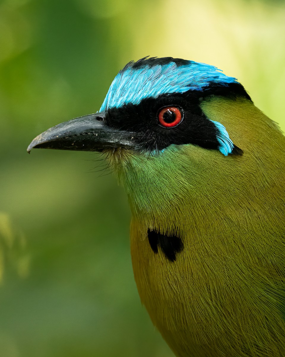 Motmot d'Équateur - ML611542132