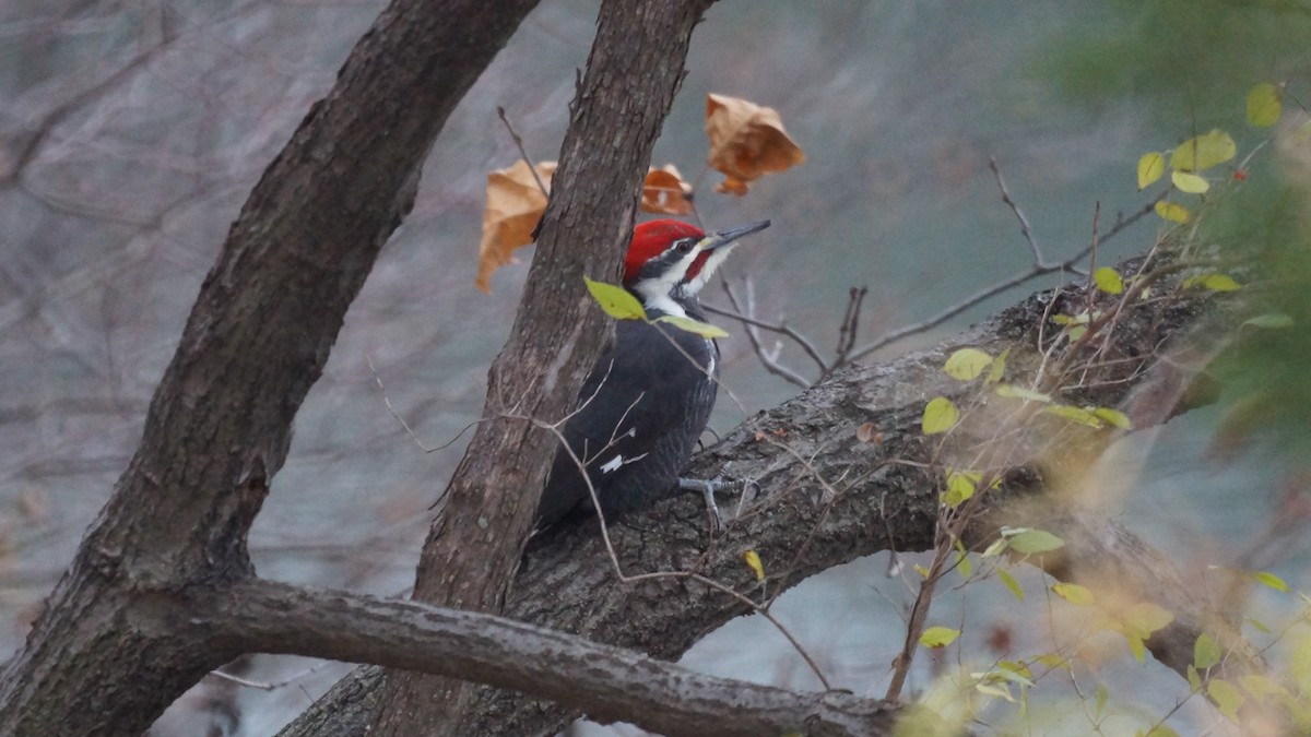 Pileated Woodpecker - ML611542138