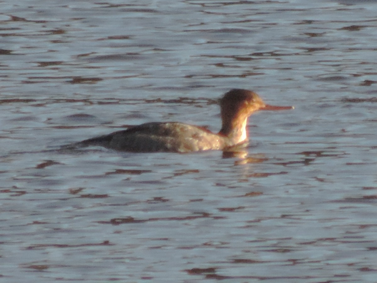 Red-breasted Merganser - ML611542191