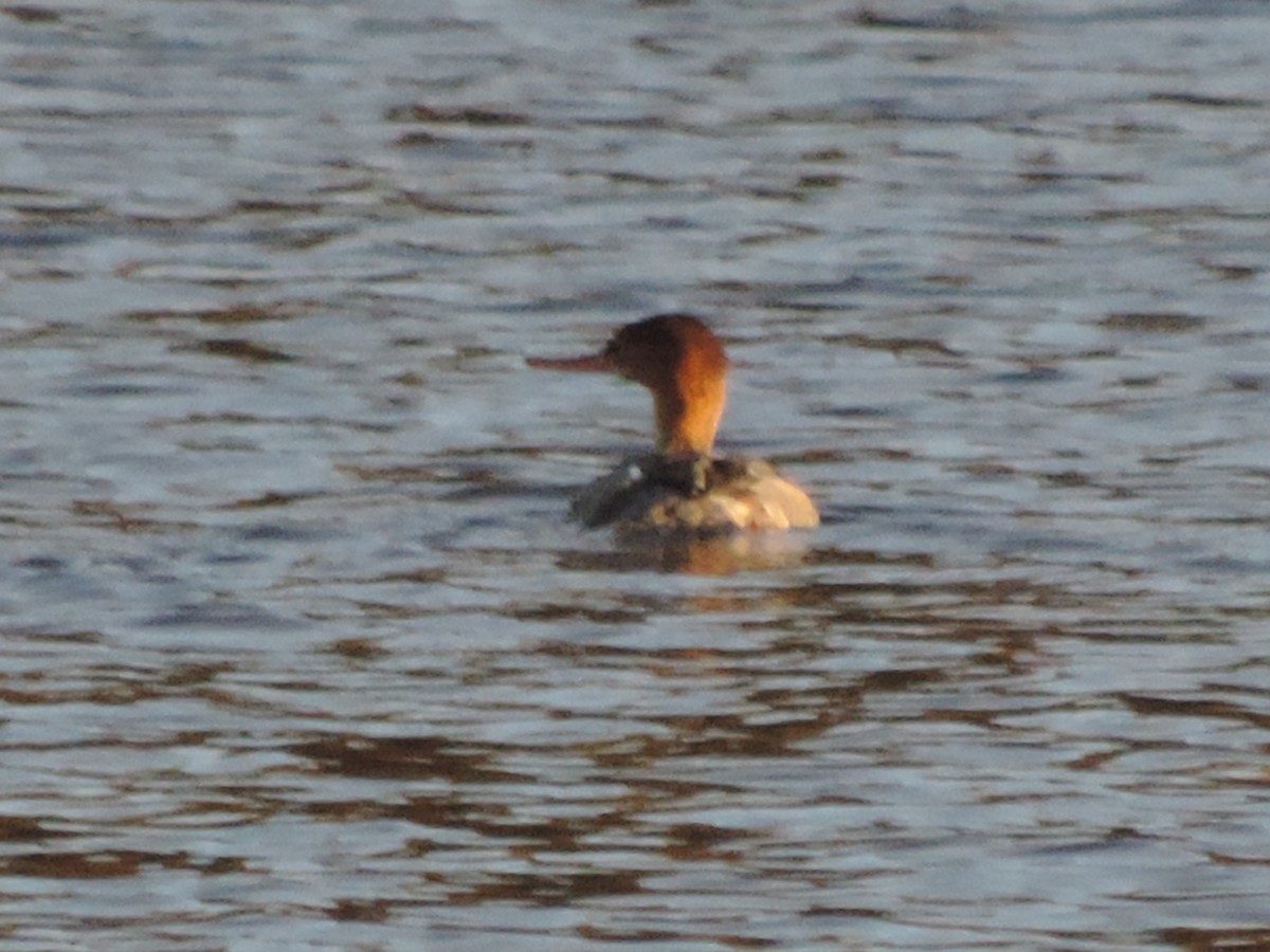 Red-breasted Merganser - ML611542192