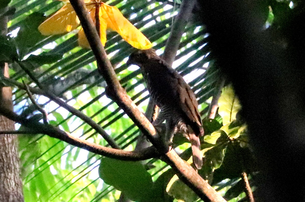 Águila de Célebes - ML611542198