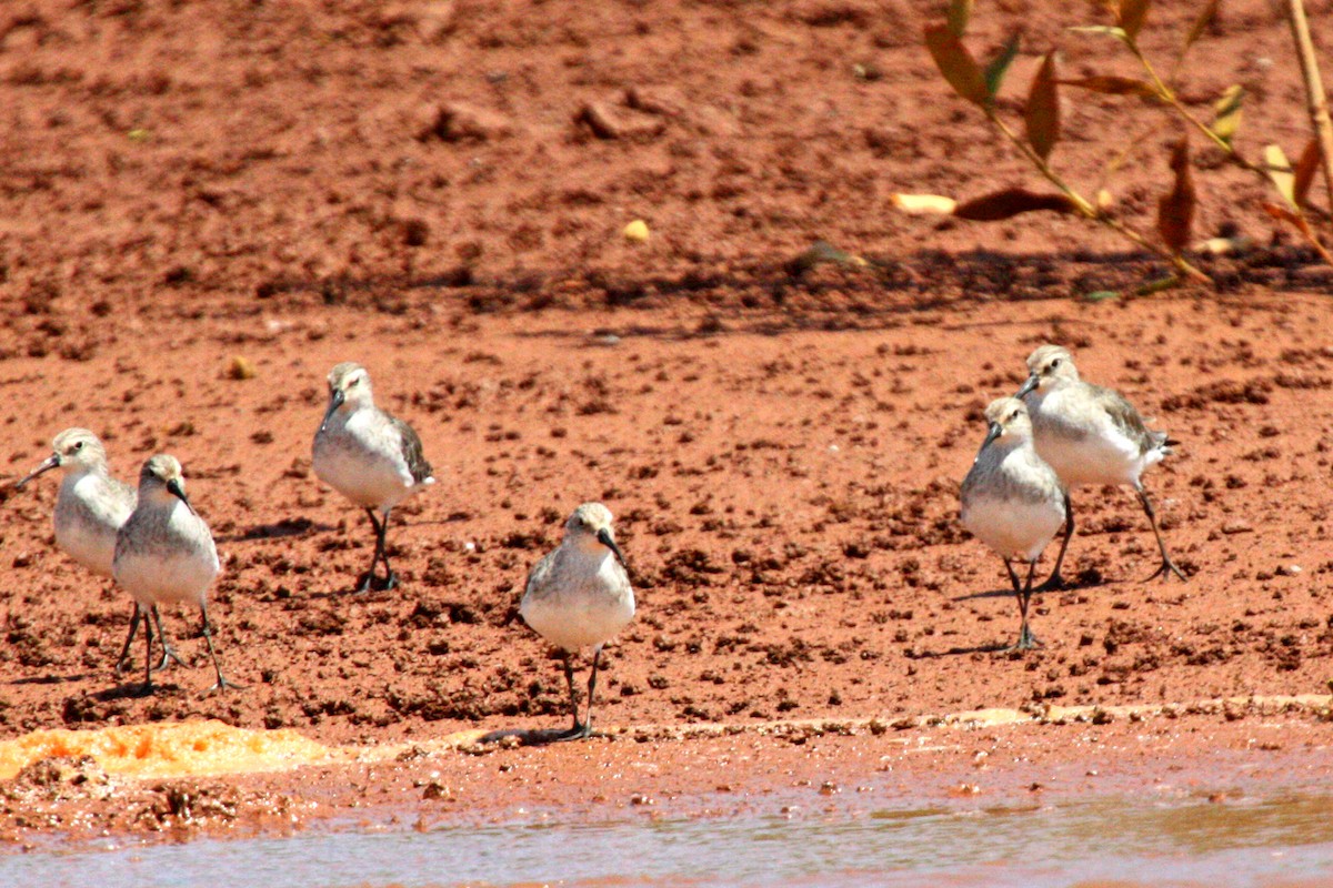 Curlew Sandpiper - ML611542256