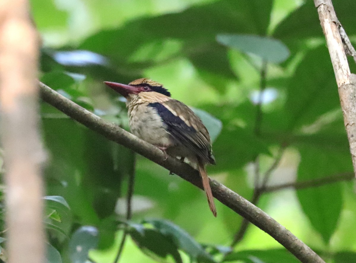 Sulawesi Lilac Kingfisher - ML611542282