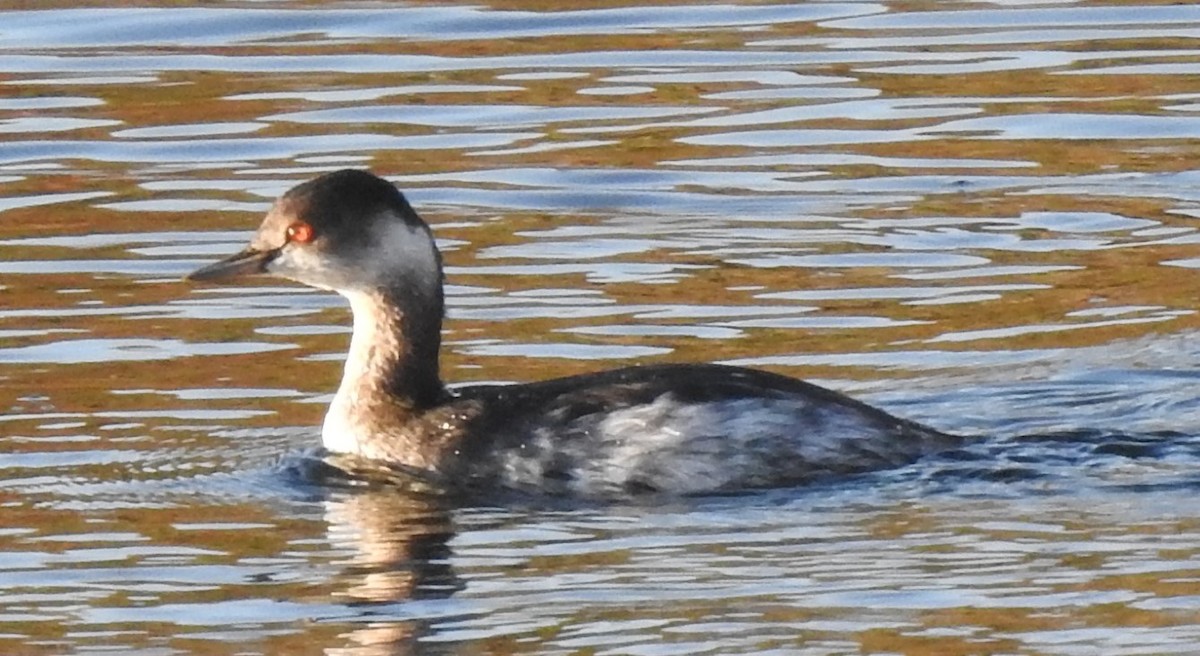 Eared Grebe - ML611542606