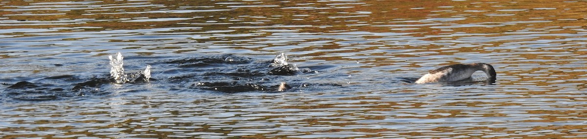 Eared Grebe - ML611542609