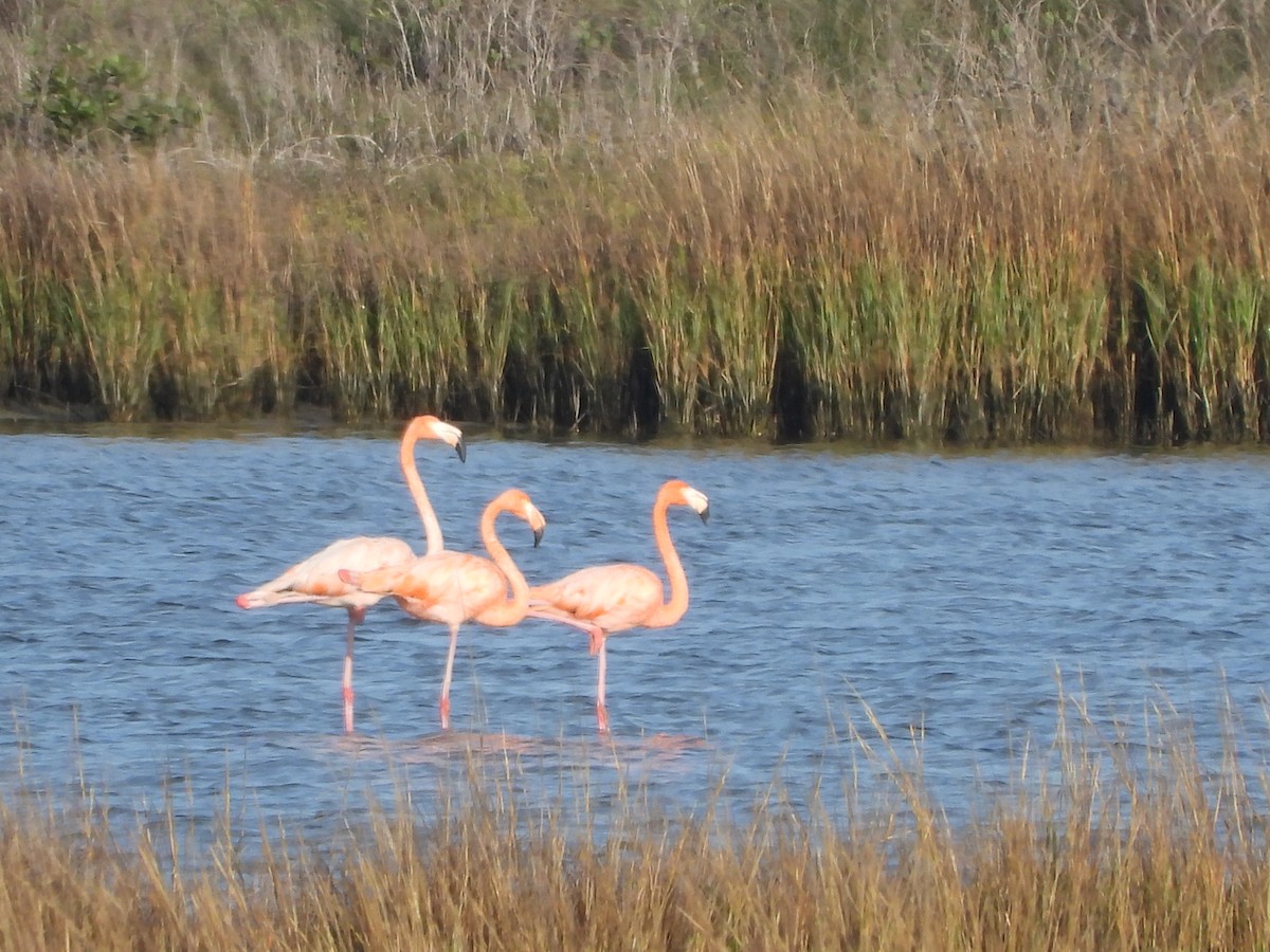 Amerika Flamingosu - ML611542640