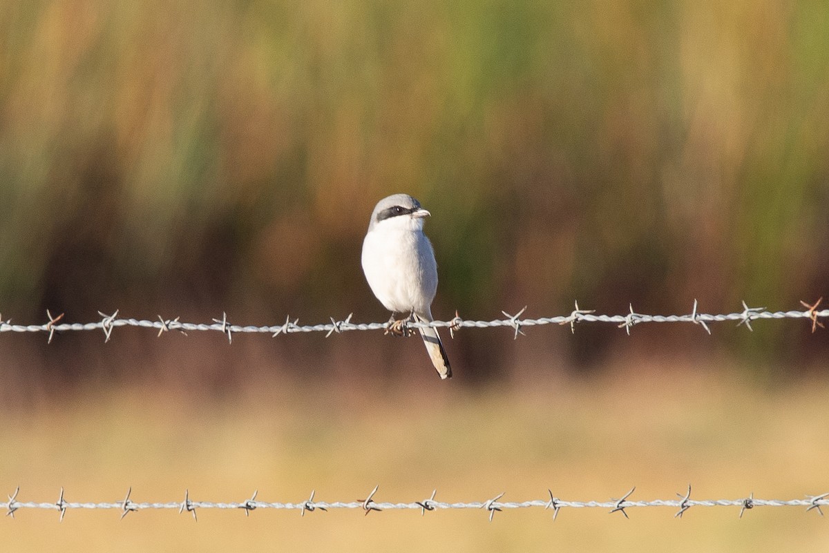 Pie-grièche migratrice - ML611542659