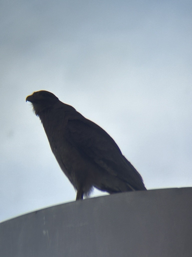 Chimango Caracara - Sam Darmstadt