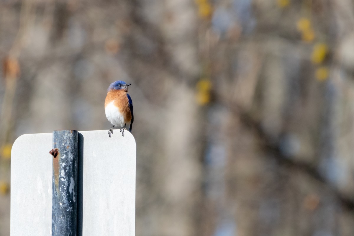 Eastern Bluebird - ML611542702