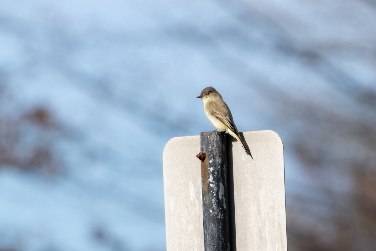 Eastern Phoebe - ML611542711