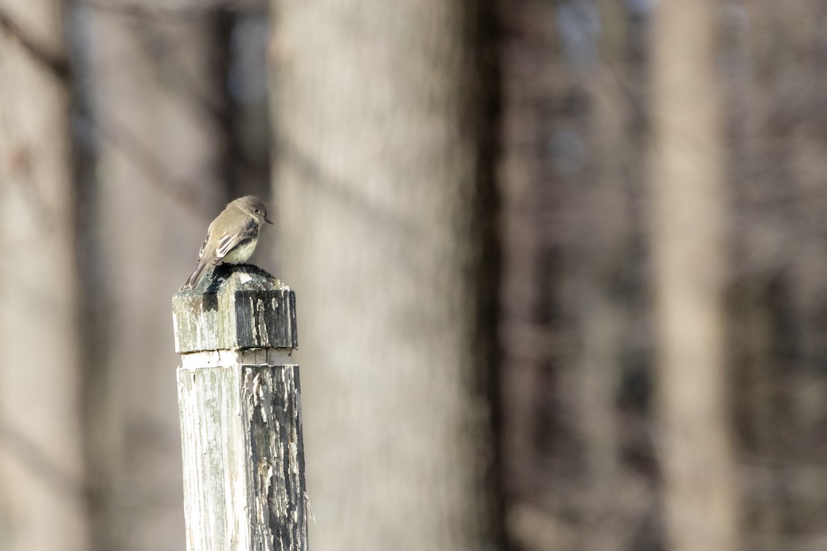 Eastern Phoebe - ML611542712