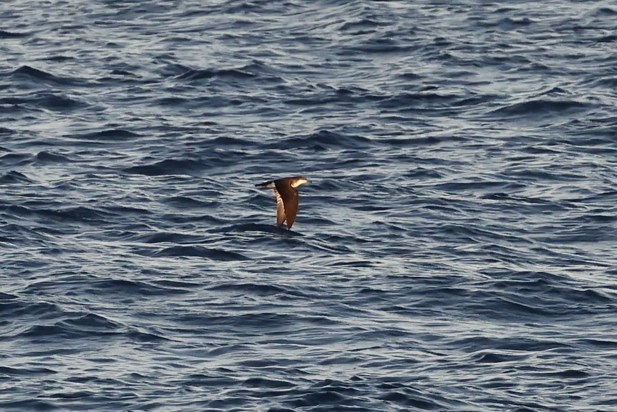 Tropical Shearwater - ML611542714