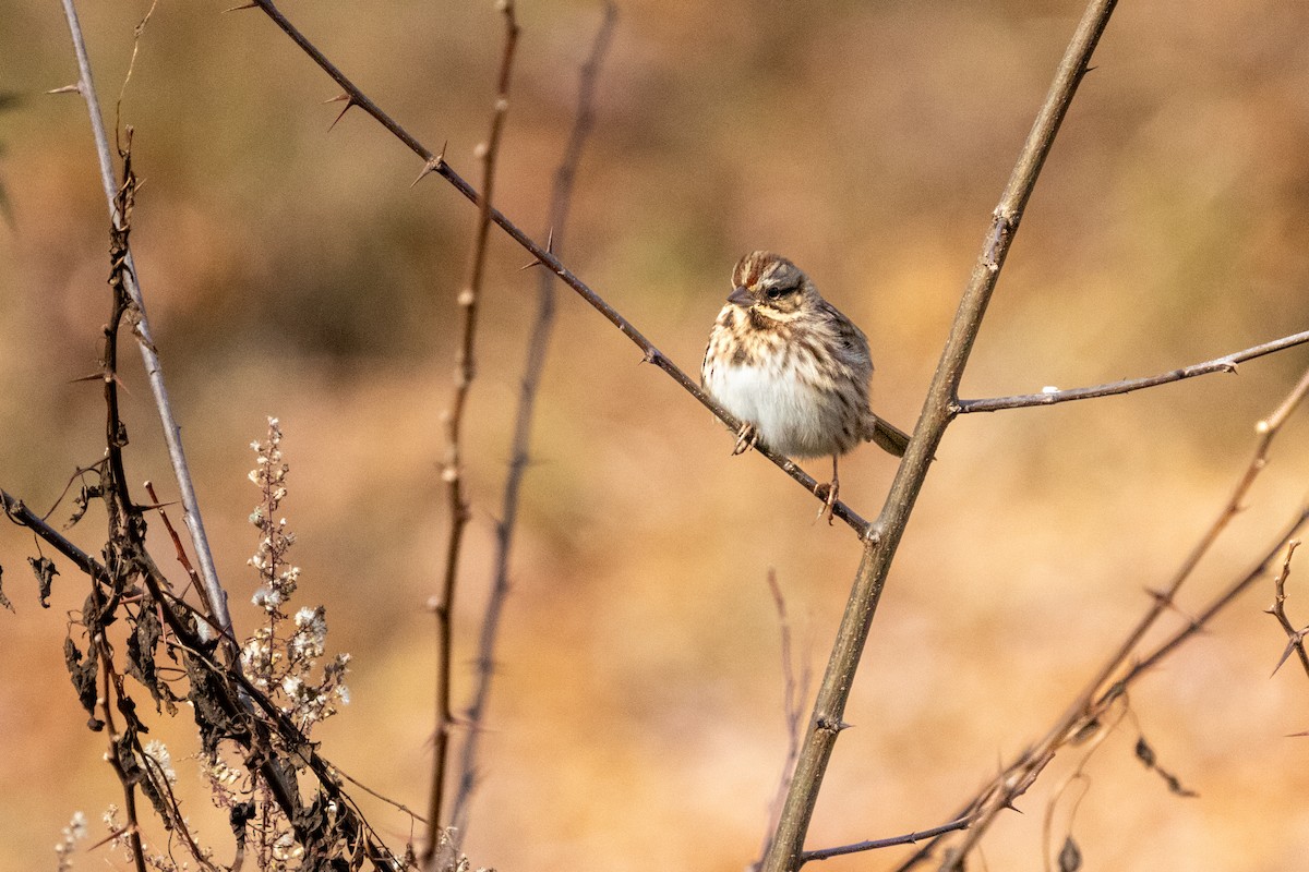 Song Sparrow - ML611542724