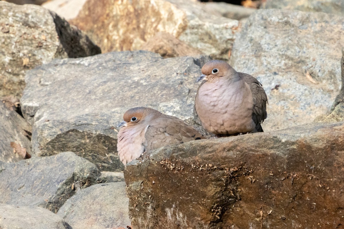 Mourning Dove - ML611542727