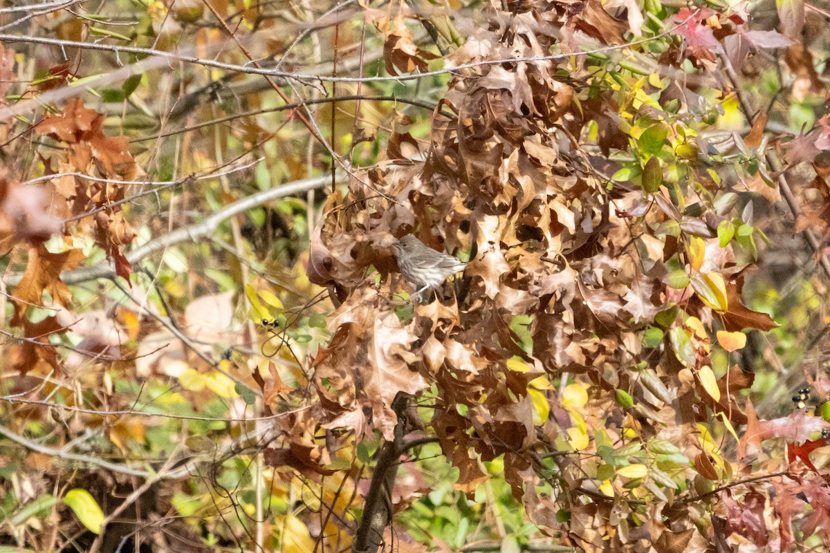 House Finch - ML611542734