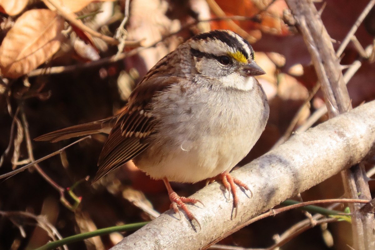 White-throated Sparrow - ML611542800