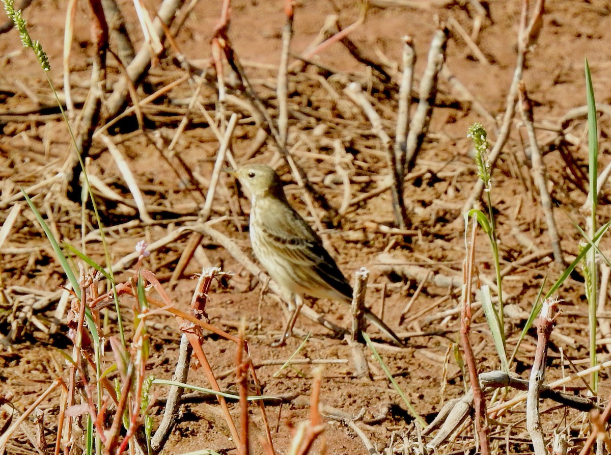 American Pipit - ML611542826