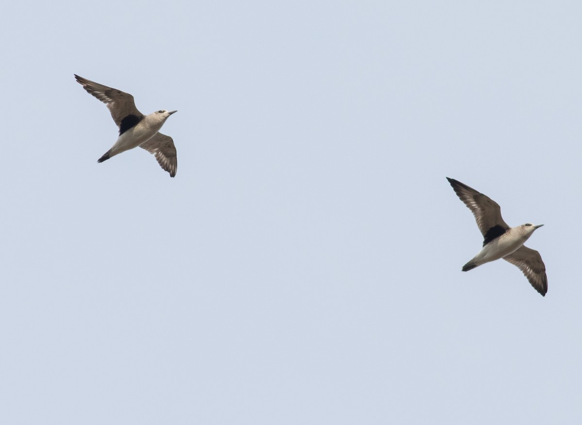 Black-bellied Plover - ML611542849