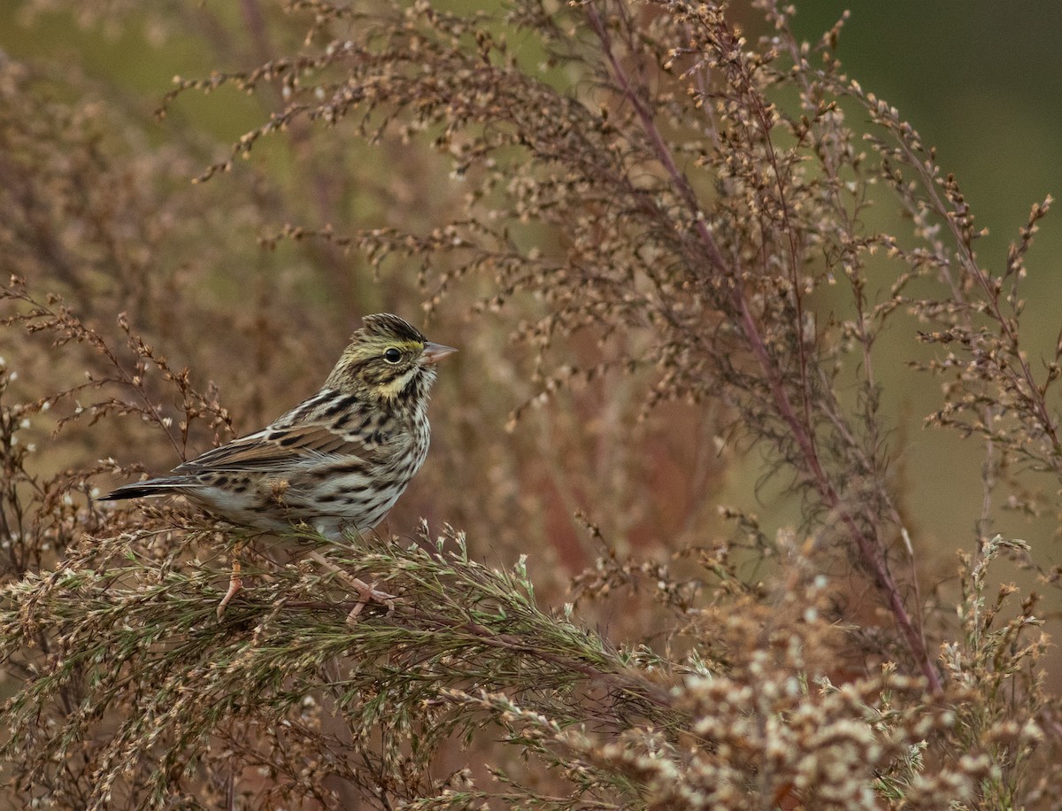 Savannah Sparrow - ML611542860