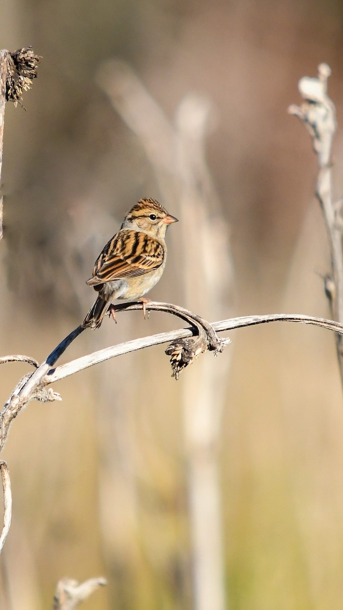 Chipping Sparrow - ML611542871