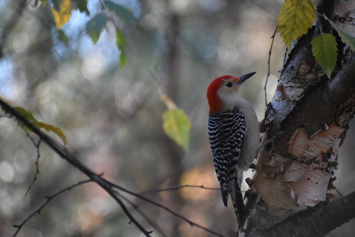 Red-bellied Woodpecker - ML611542888