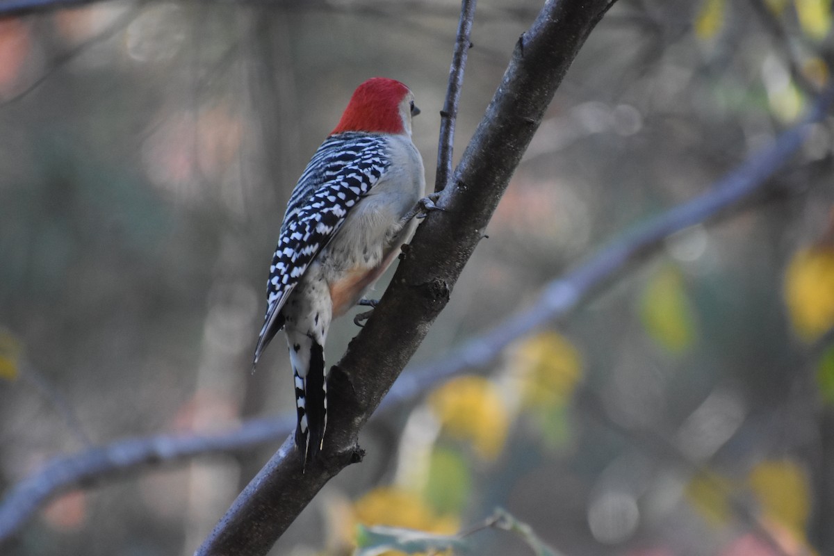 Red-bellied Woodpecker - ML611542906