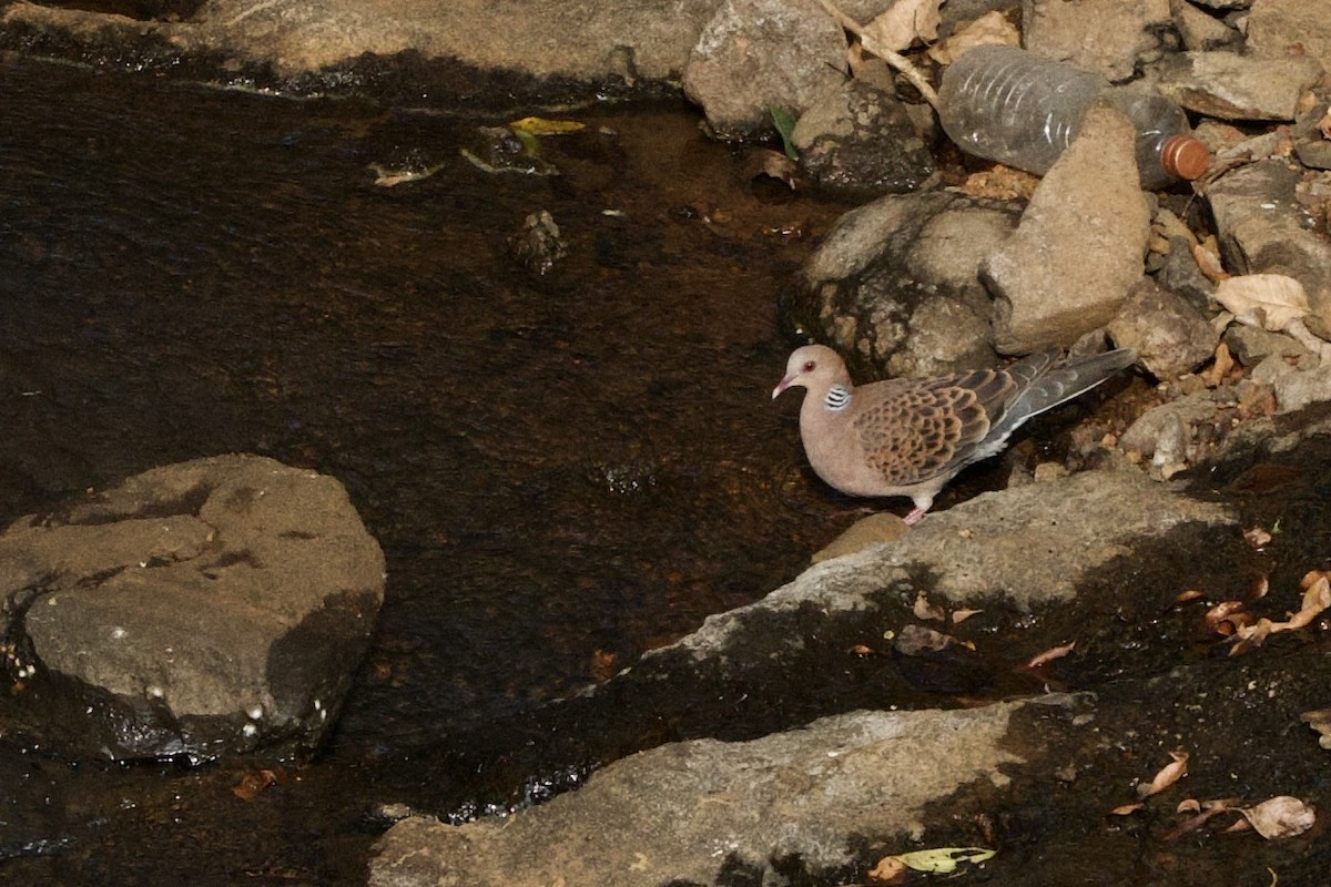 Oriental Turtle-Dove - ML611542911