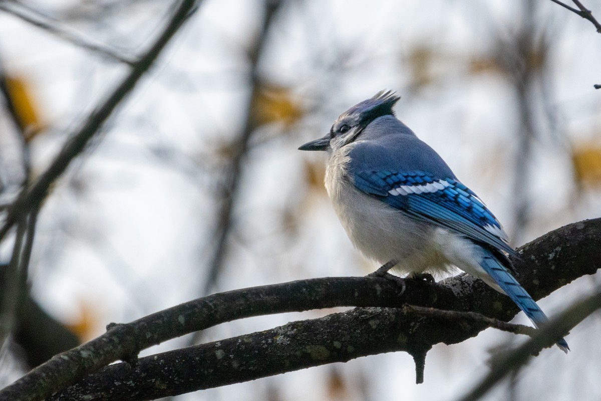 Blue Jay - ML611542929