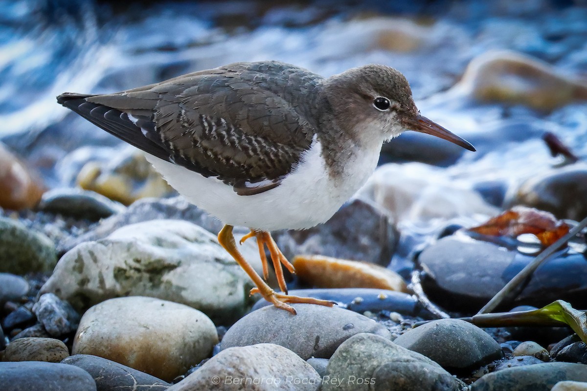 Spotted Sandpiper - ML611542998