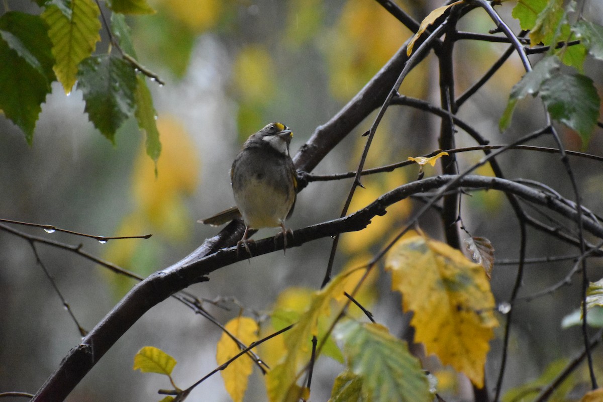 White-throated Sparrow - ML611543235