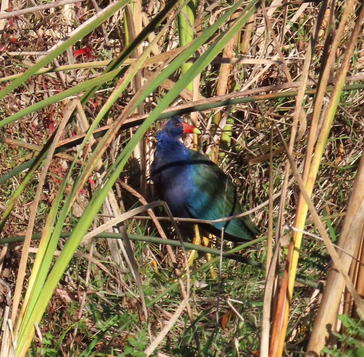 Talève violacée - ML611543401