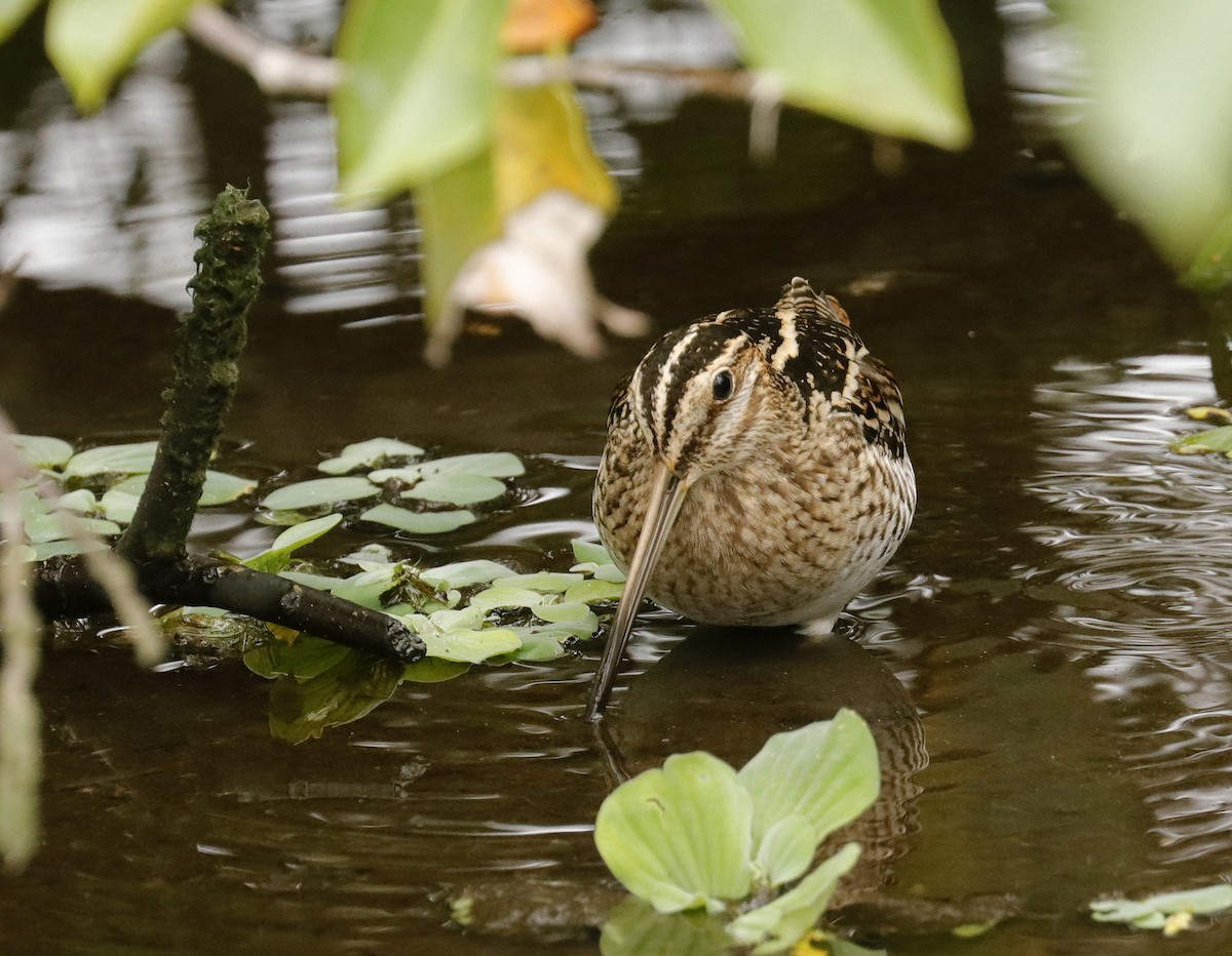 Wilson's Snipe - ML611543466