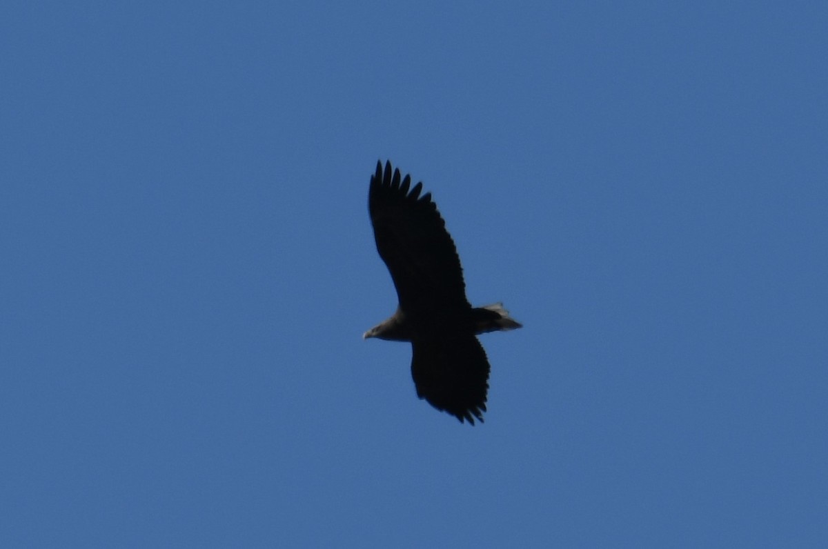 White-tailed Eagle - ML611543481