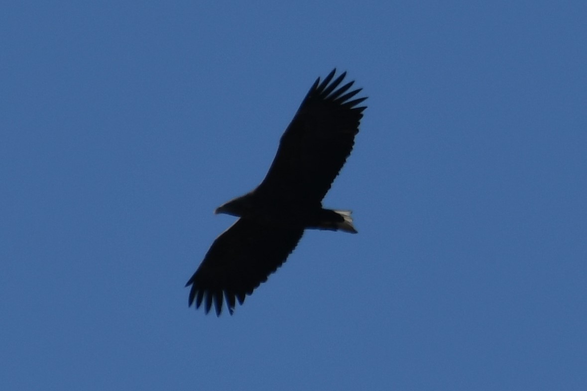 White-tailed Eagle - ML611543482