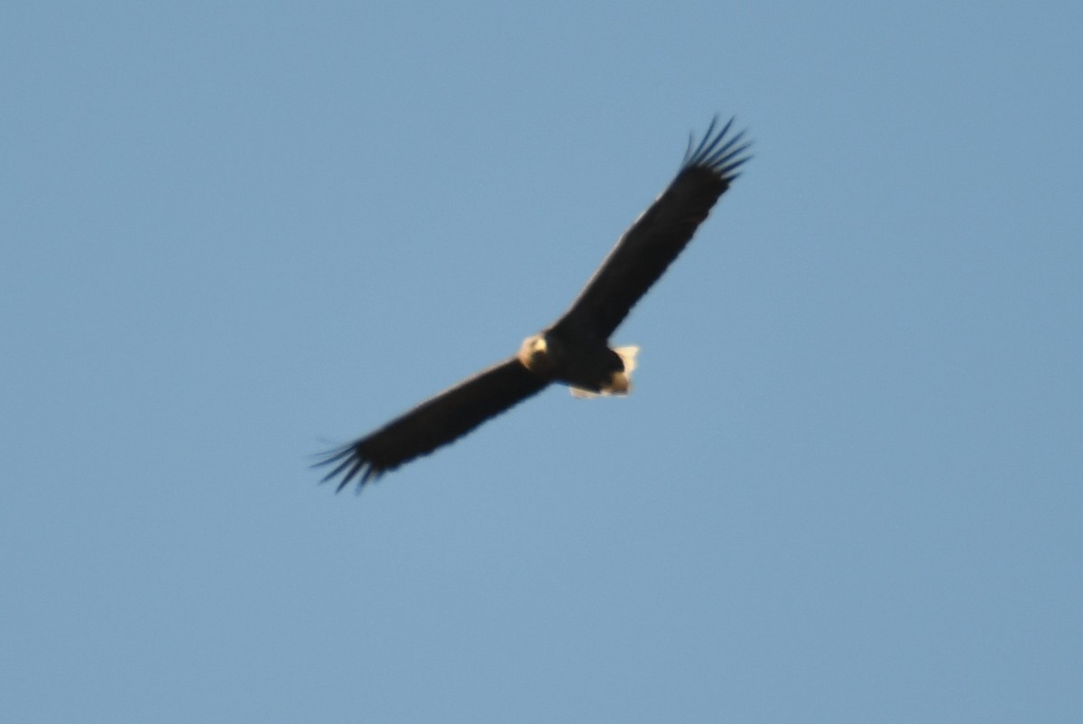 White-tailed Eagle - ML611543483