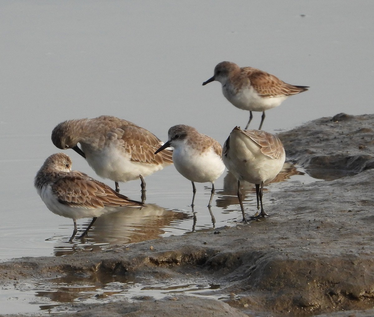 Rotkehl-Strandläufer - ML611543518