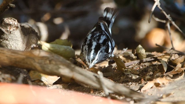 Paruline noir et blanc - ML611543536