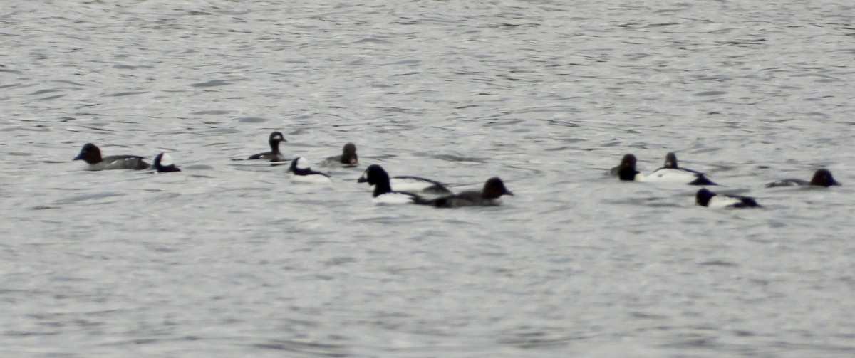 Common Goldeneye - ML611543751