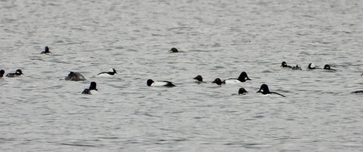 Common Goldeneye - Eve Waterman