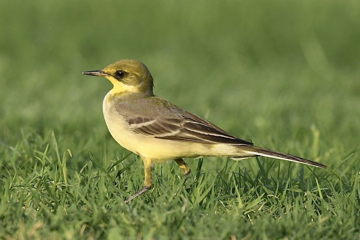 Western/Eastern Yellow Wagtail - ML611543813