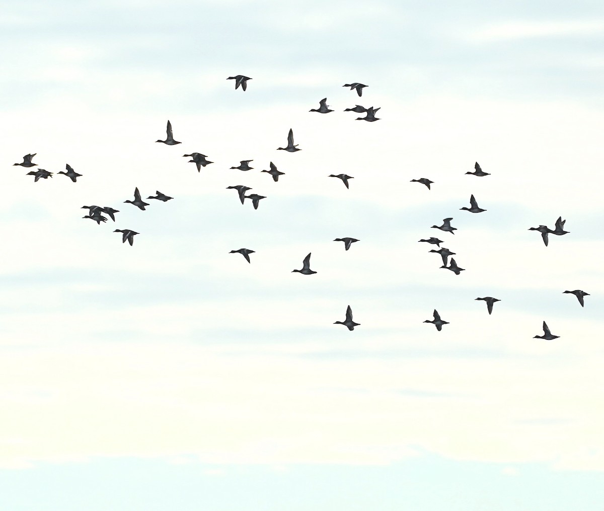 Lesser Scaup - ML611543890