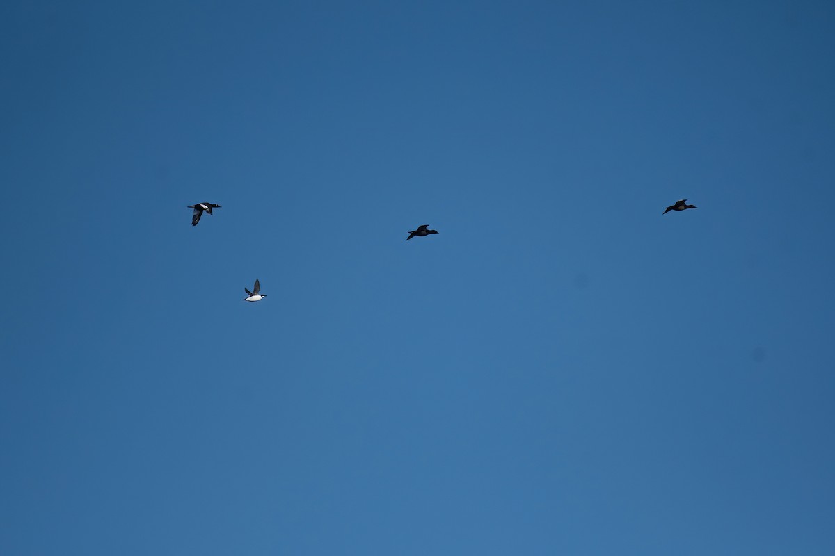 אורייה חייכנית - ML611544037