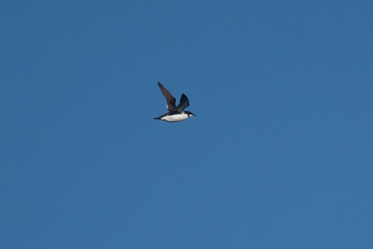 אורייה חייכנית - ML611544038