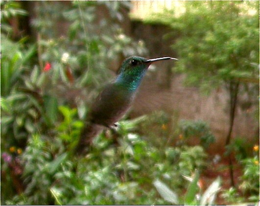 kolibřík safírový - ML611544178