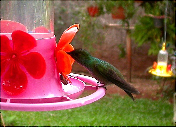 kolibřík safírový - ML611544179